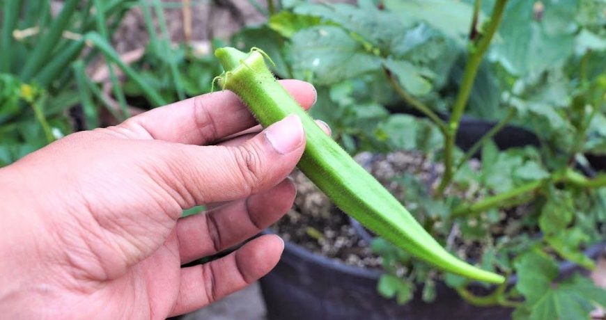 βιολογική καλλιέργεια της μπάμιας www.biomastores.gr 2