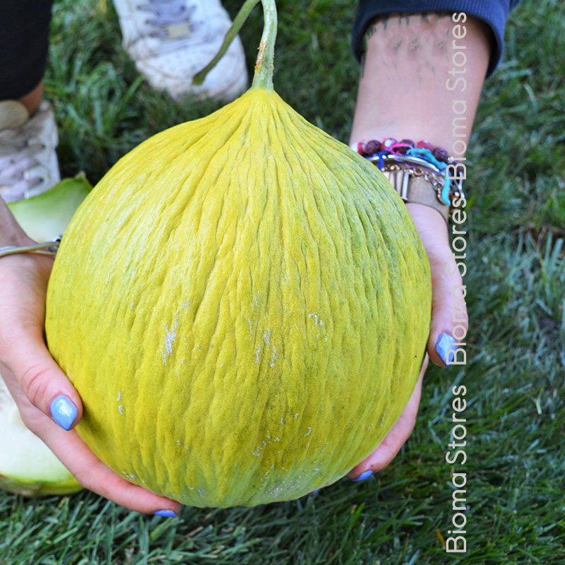 Πεπόνι-casaba-ξερικό-www.biomastores.gr-2 casaba ξερικό www.biomastores.gr 2