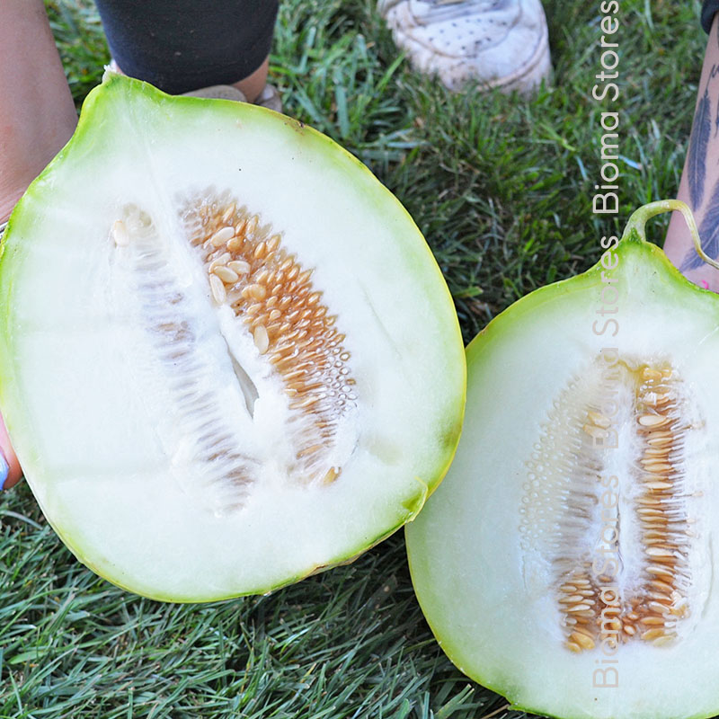 Πεπόνι-casaba-ξερικό-www.biomastores.gr-3 casaba ξερικό www.biomastores.gr 3