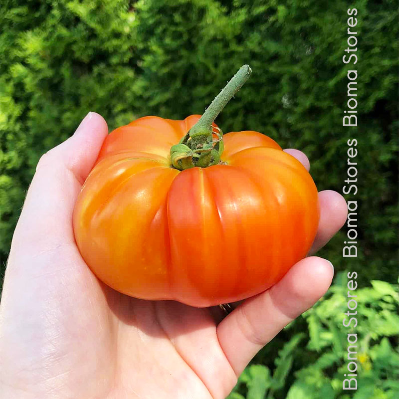 βιολογικά-φυτά-τομάτας-ananas-pineaple-www.biomastores.gr-2 φυτά τομάτας ananas pineaple www.biomastores.gr 2