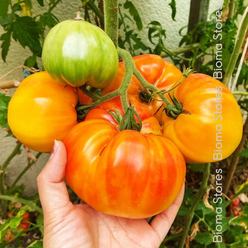 βιολογικά-φυτά-τομάτας-ananas-pineaple-www.biomastores.gr-3 φυτά τομάτας ananas pineaple www.biomastores.gr 3