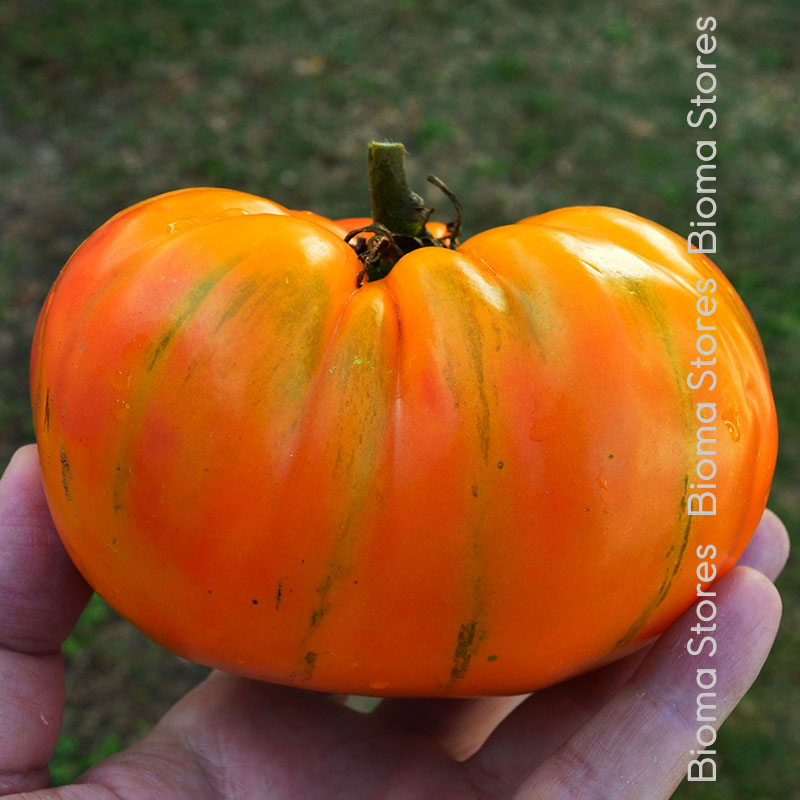 βιολογικά-φυτά-τομάτας-Ανανάς-www.biomastores.gr φυτά τομάτας Ανανάς www.biomastores.gr