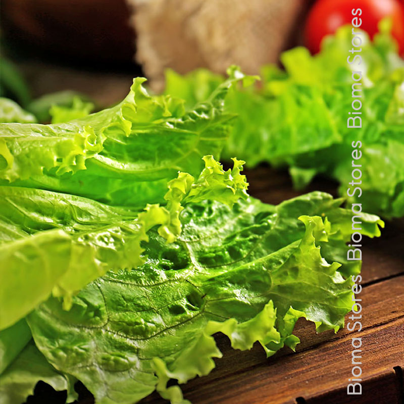 βιολογικά-φυτά-μαρουλιού-gentilina-www.biomastores.gr-5 φυτά μαρουλιού gentilina www.biomastores.gr 5