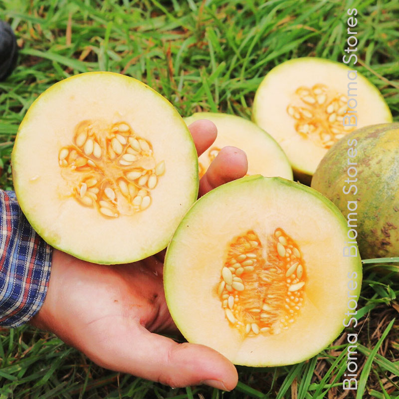 βιολογικά-φυτά-πεπονιού-Charentais-www.biomastores.gr-1 φυτά πεπονιού Charentais www.biomastores.gr 1