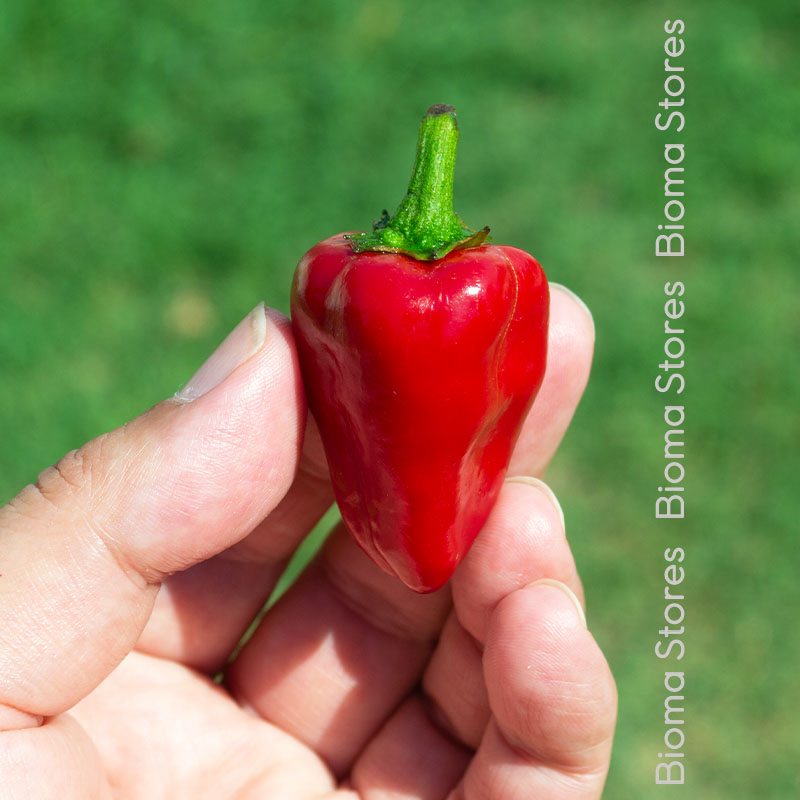 Βιολογικά-φυτά-πιπεριάς-καρδούλας-www.biomastores.gr-1. φυτά πιπεριάς καρδούλας www.biomastores.gr 1.