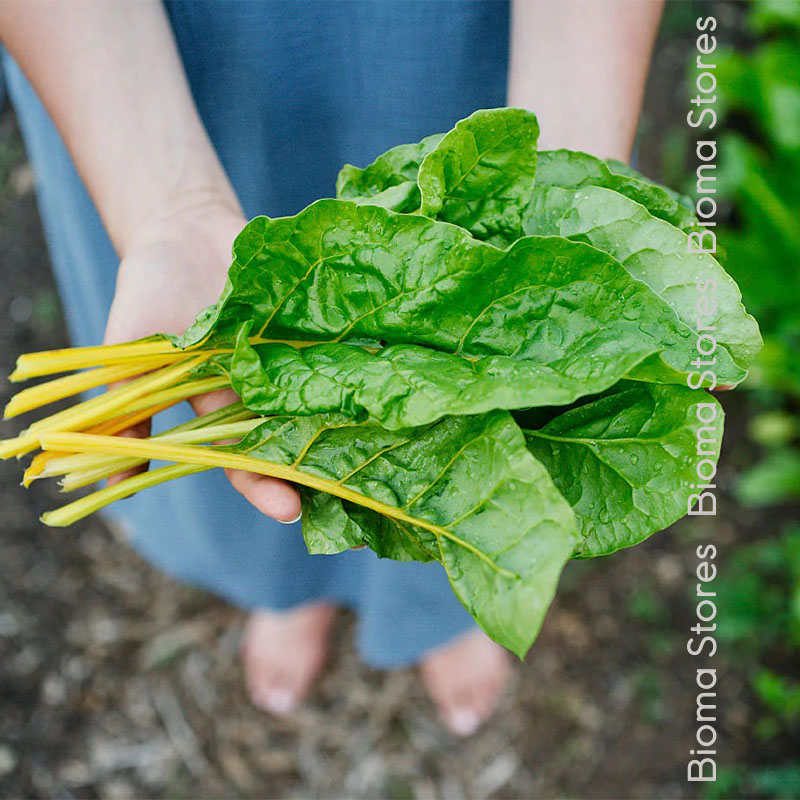 βιολογικοί-σπόροι-σέσκουλου-yellow-chard-www.biomastores.gr-1 σπόροι σέσκουλου yellow chard www.biomastores.gr 1