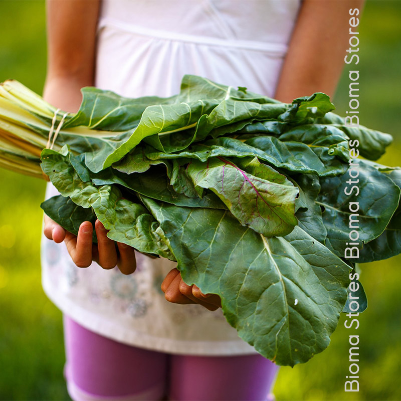 βιολογικοί-σπόροι-σέσκουλου-yellow-chard-www.biomastores.gr-3 σπόροι σέσκουλου yellow chard www.biomastores.gr 3