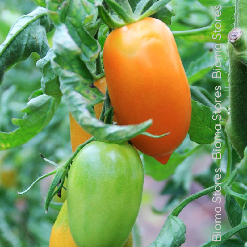 βιολογικοί-σπόροι-τομάτας-orange-banana-www.biomastores.gr-1 σπόροι τομάτας orange banana www.biomastores.gr 1