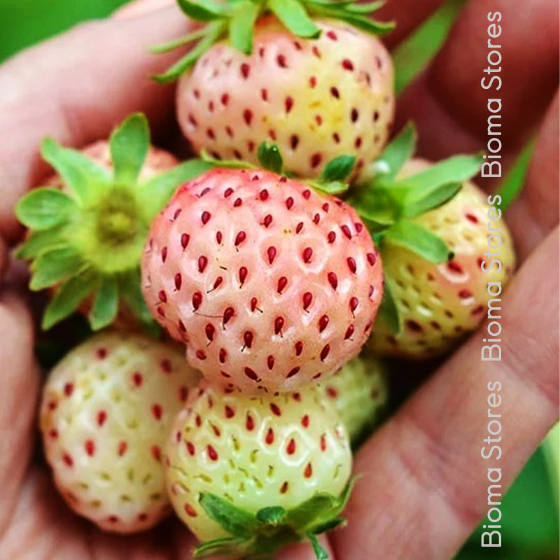 βιολογικά-φυτά-φράουλας-Snow-White-www.biomastores.gr-2 φυτά φράουλας Snow White www.biomastores.gr 2