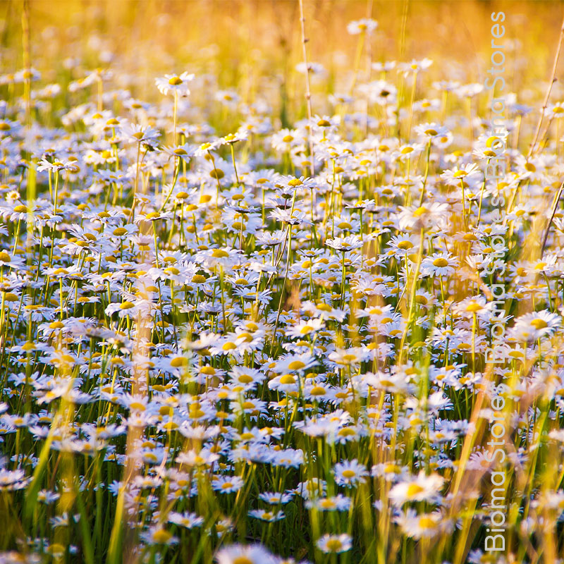 βιολογικά-φυτά-χαμομηλιού-www.biomastores.gr-3 φυτά χαμομηλιού www.biomastores.gr 3