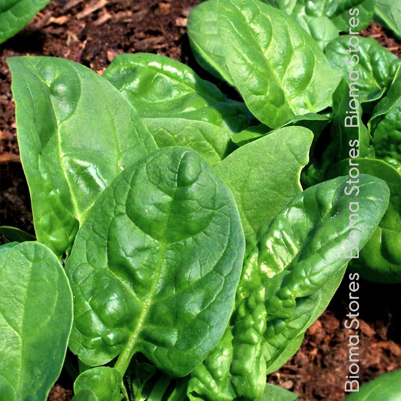 βιολογικά-φυτά-σπανακιού-butterflay-www.biomastores.gr-1 φυτά σπανακιού butterflay www.biomastores.gr 1