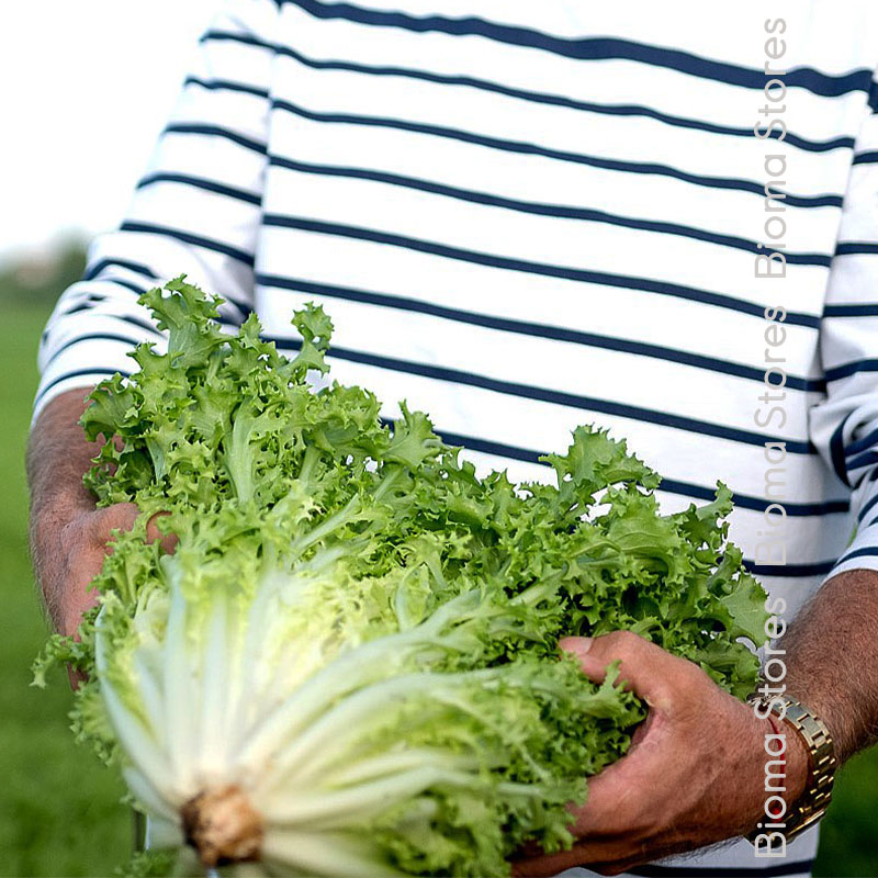 βιολογικοί-σπόροι-αντιδιού-cour-d-oro-biomastores.gr-2 σπόροι αντιδιού cour d oro biomastores.gr 2