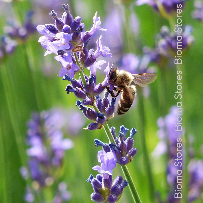 βιολογικά-φυτά-γνήσιας-λεβάντας-www.biomastores.gr-2 φυτά γνήσιας λεβάντας www.biomastores.gr 2