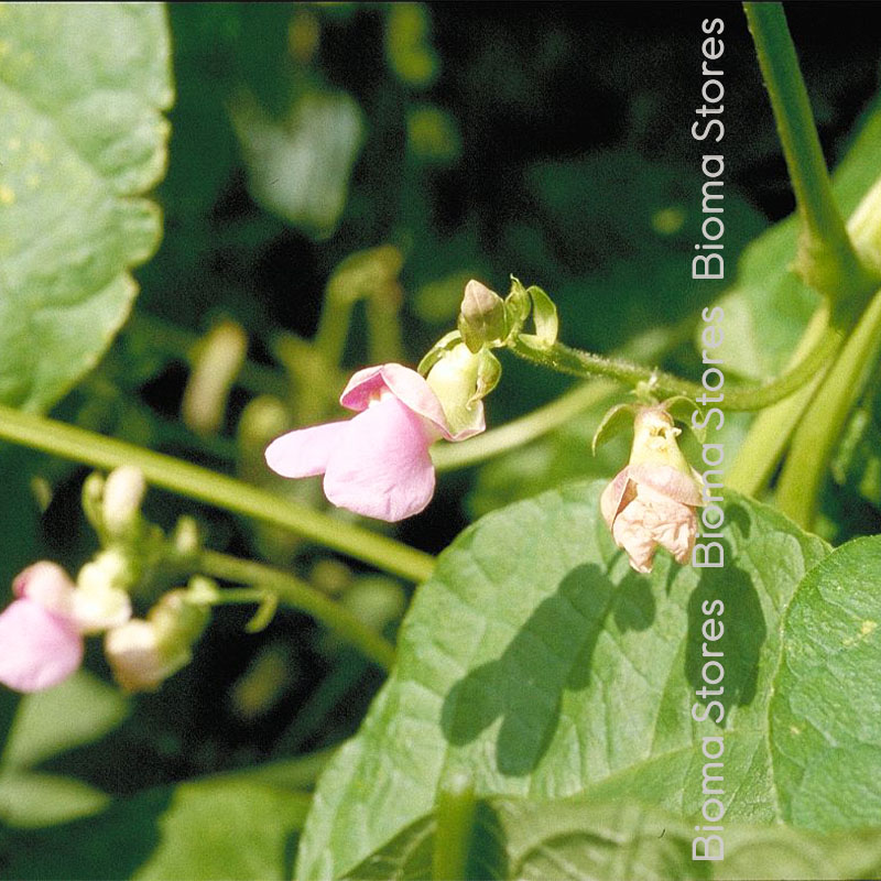 βιολογικοί-σπόροι-φασολάκι-μπαρμπουνόζαργάνα-Paysannes-www.biomastores.gr-3 σπόροι φασολάκι μπαρμπουνόζαργάνα Paysannes www.biomastores.gr 3