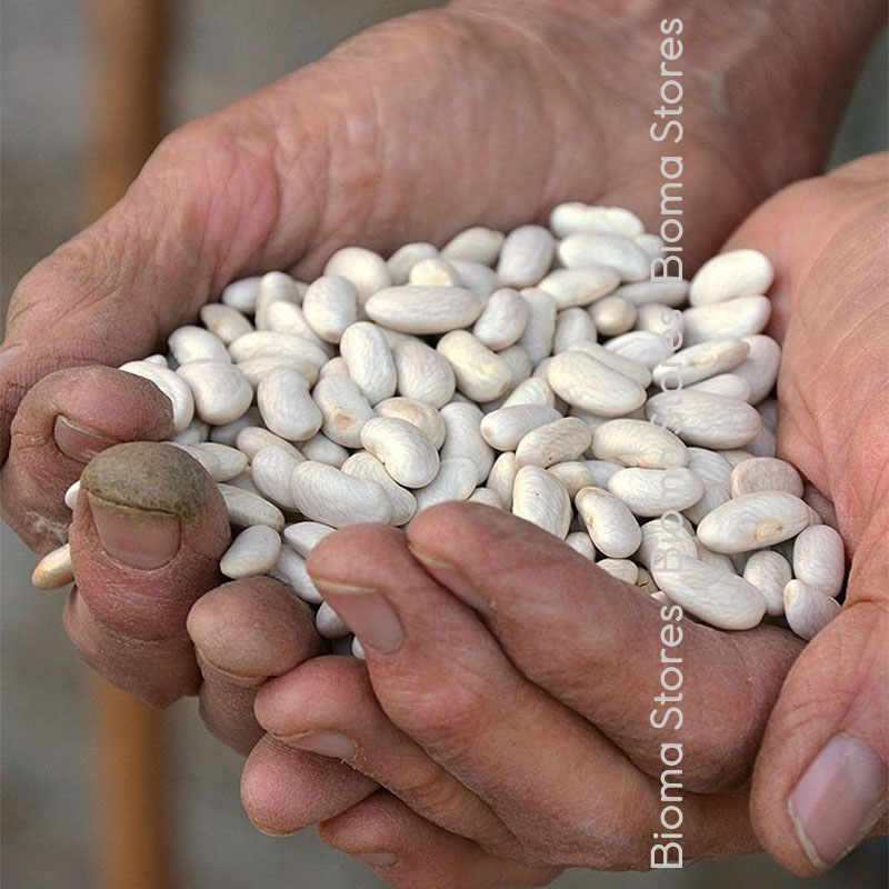 βιολογικοί-σπόροι-φασολιάς-κανελινο-cannellino-www.biomastores.gr-1 σπόροι φασολιάς κανελινο cannellino www.biomastores.gr 1