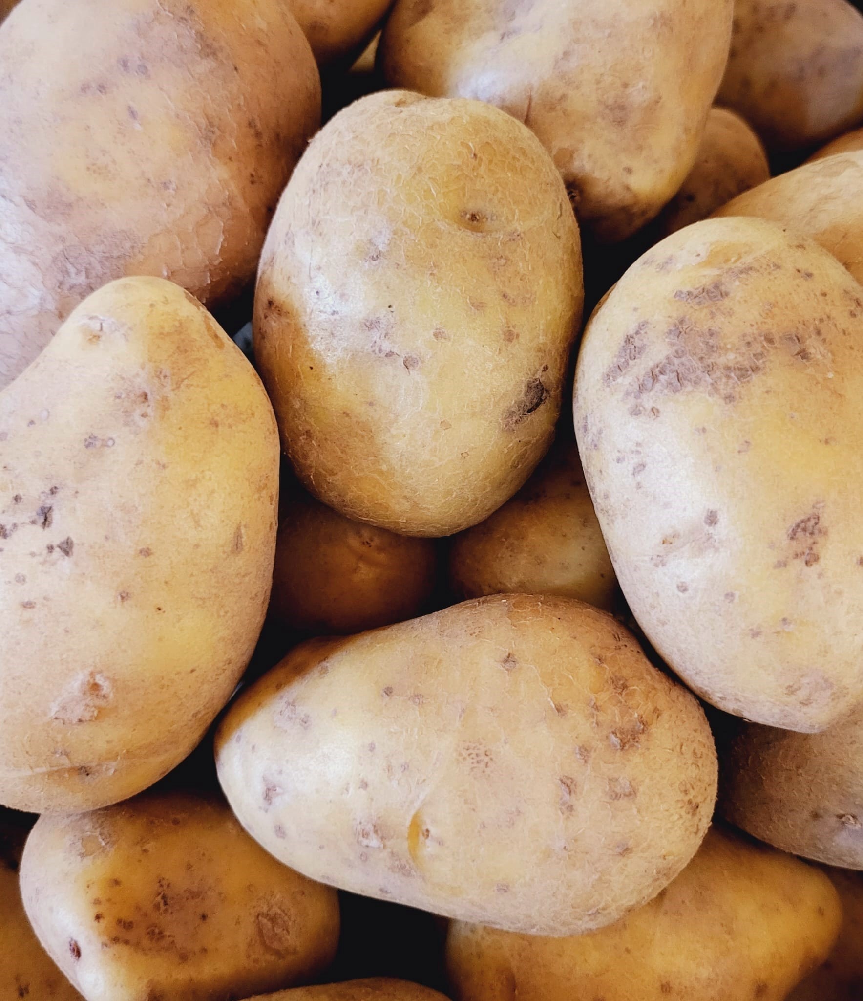 βιολογικός-πατατόσπορος-πατάτα-agria-www.biomastores.gr πατατόσπορος πατάτα agria www.biomastores.gr