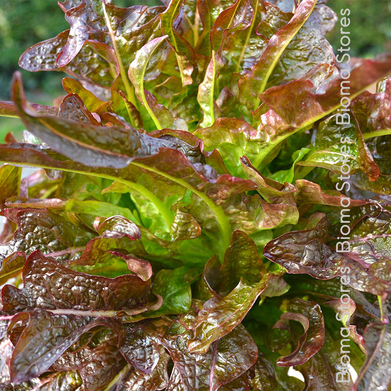 βιολογικά-φυτά-μαρουλιού-cocarde-www.biomastores.gr-3 φυτά μαρουλιού cocarde www.biomastores.gr 3