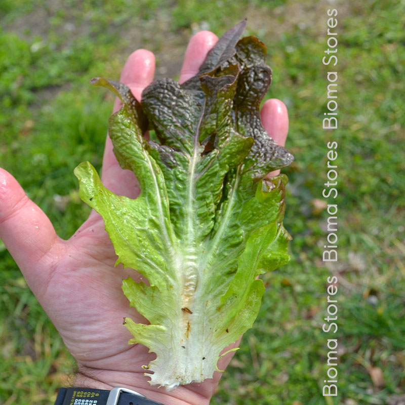 βιολογικά-φυτά-μαρουλιού-cocarde-www.biomastores.gr-4 φυτά μαρουλιού cocarde www.biomastores.gr 4