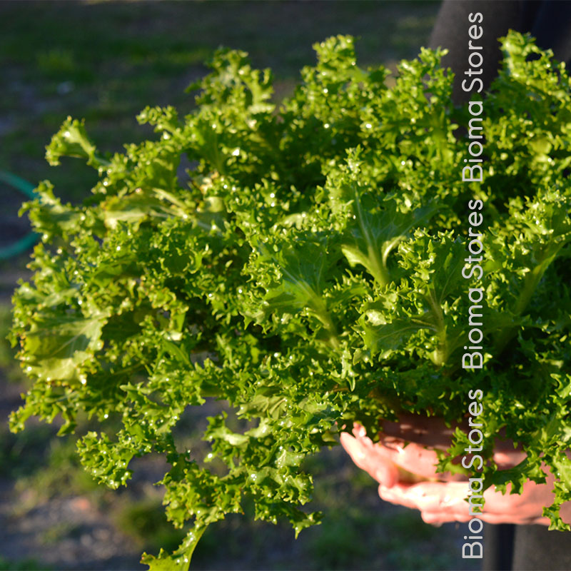 βιολογικά-φυτά-σγουρό-αντίδι-wallone-www.biomastores.gr-3 φυτά σγουρό αντίδι wallone www.biomastores.gr 3