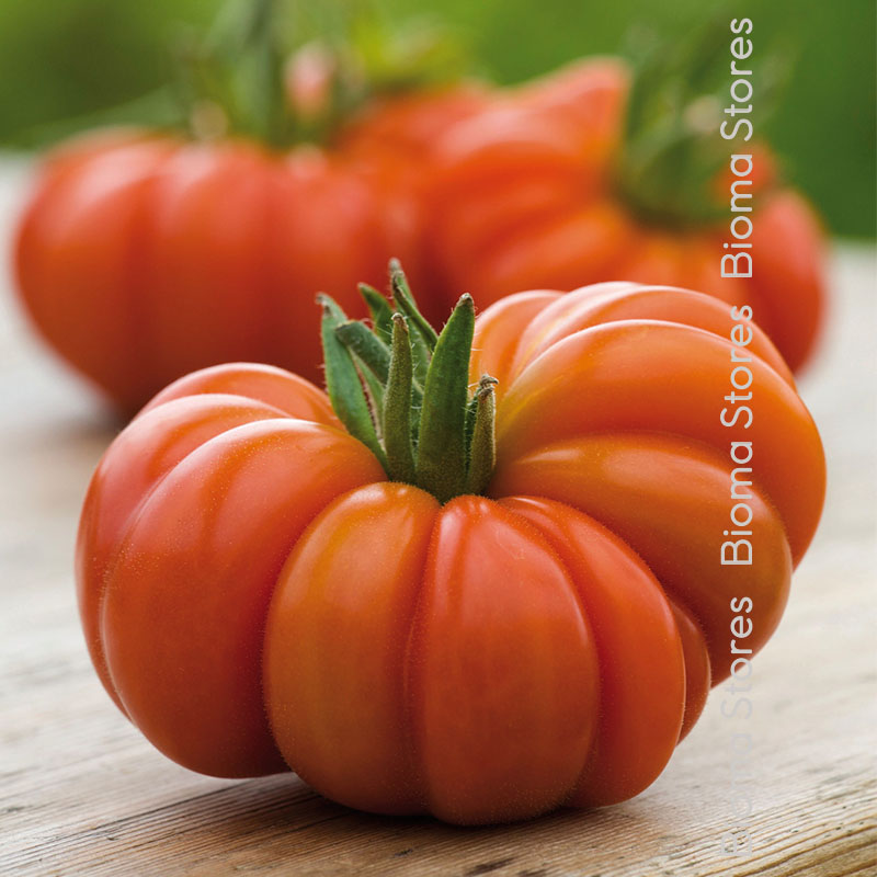 βιολογικοί-σπόροι-τομάτας-costoluto-fiorentino-www.biomastores.gr-1 σπόροι τομάτας costoluto fiorentino www.biomastores.gr 1