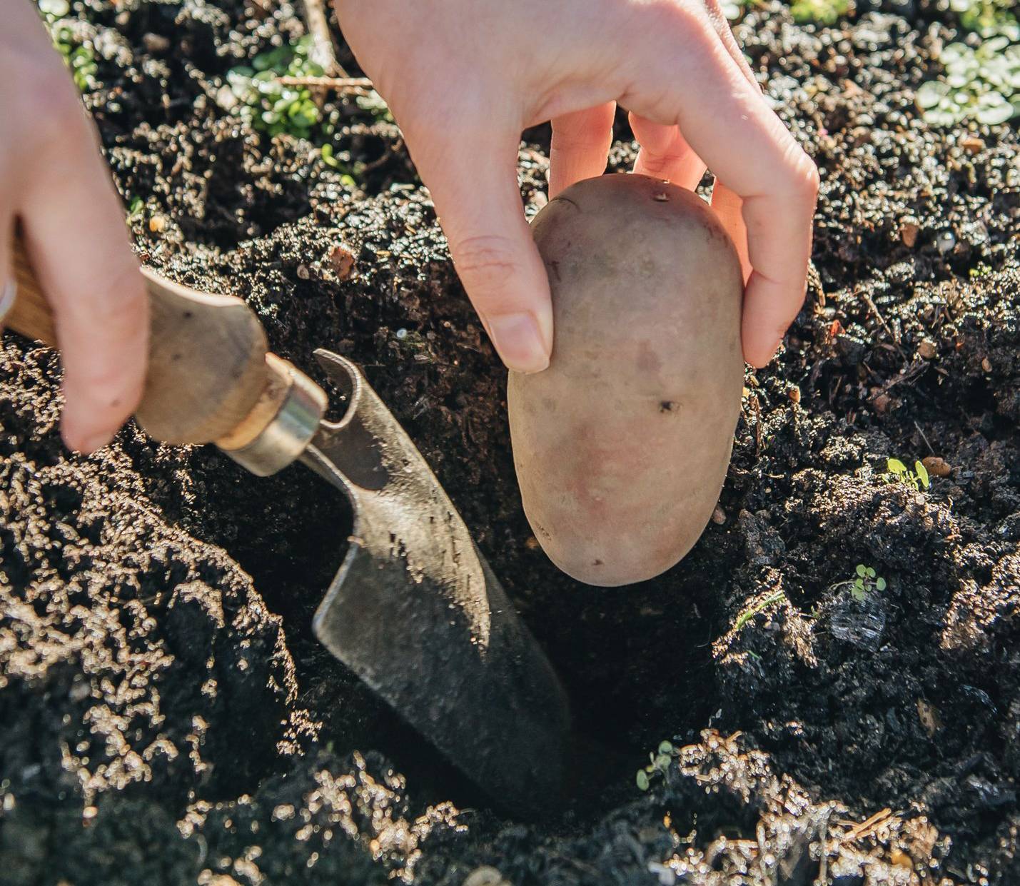 Βιολογικοί Κόνδυλοι - Βολβοί