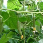 καλλιέργεια www.biomastores.gr