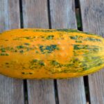 φυτά κολοκύθας κάτω γραμματικό www.biomastores.gr 1