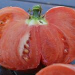 φυτά ψωμοντομάτα www.biomastores.gr 3