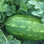 καλλιέργεια καρπουζιού www.biomastores.gr