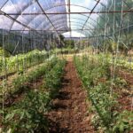 καλλιέργεια κηπευτικών www.biomastores.gr