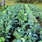 καλλιέργεια σταυρανθών www.biomastores.gr