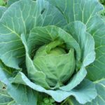 λαχανο www.biomastores.gr