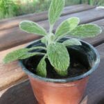 τσάι του ολύμπου σε γλάστρα www.biomastores.gr