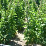 φασόλι www.biomastores.gr