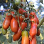 τομάτα www.biomastores.gr