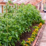 λαχανικών www.biomastores.gr