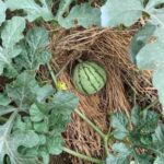 καλλιέργεια www.biomastores.gr