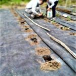 βιολογικών κηπευτικών www.biomastores.gr