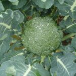 ανθοκεφαλή www.biomastores.gr