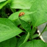 στην πιπεριά www.biomastores.gr