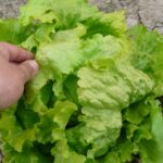 μαρούλι www.biomastores.gr