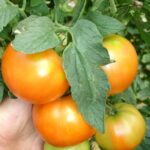 αναρριχώμενη www.biomastores.gr